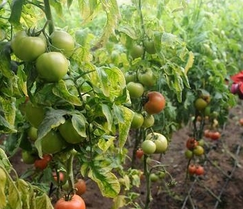 2016年我國(guó)啟動(dòng)食用農(nóng)產(chǎn)品合格證管理試點(diǎn)，構(gòu)建農(nóng)產(chǎn)品質(zhì)量安全新防線